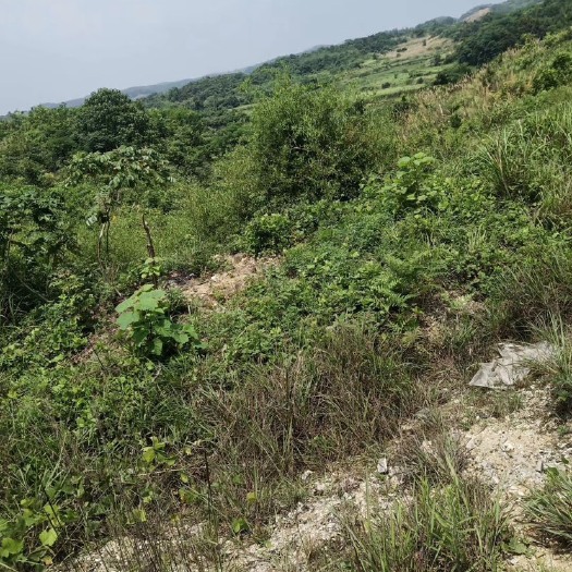 蕲春县 2000亩粉葛根出售，鲜货，代加工都可以。