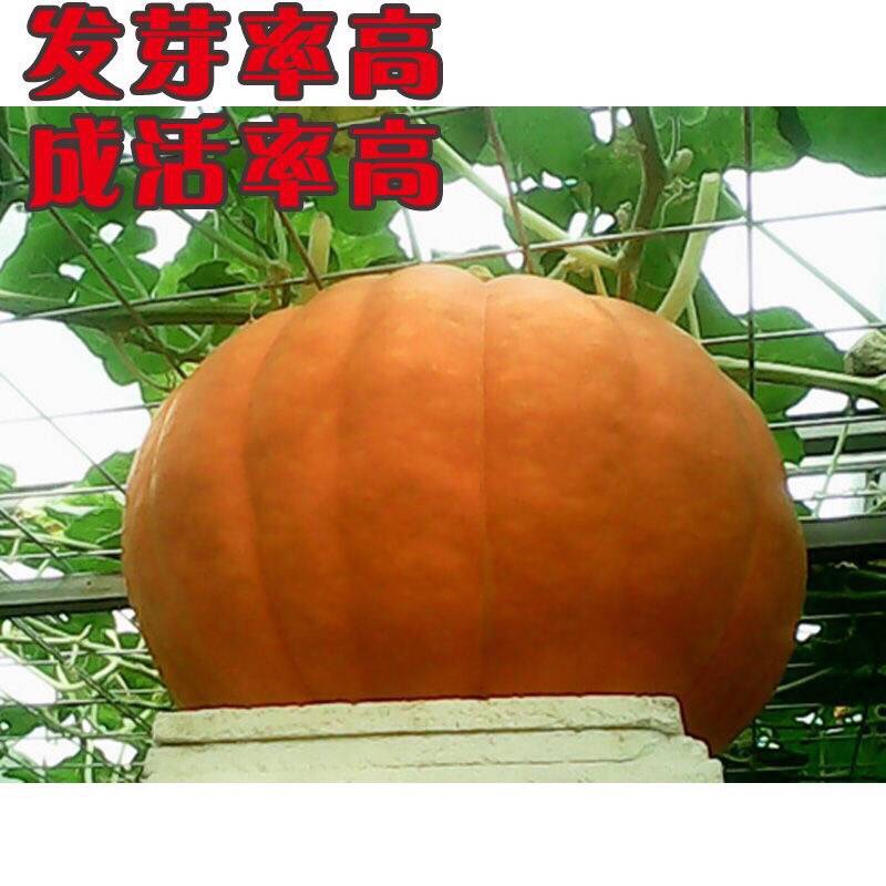 沭阳县 英国巨型南瓜种子蔬菜水果种子四季播种羊角密甜瓜黄秋葵种子