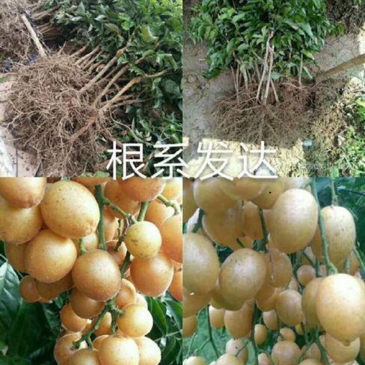 灵山县黑黄皮果苗 基地种植培养黑黄皮，欢迎各位老板来单骚扰