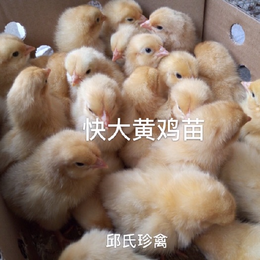 南宁 快大黄鸡苗 九斤黄鸡苗