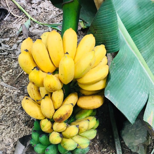 南宁 小米蕉13.5元包邮有售后