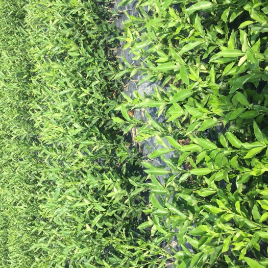 阳朔县脆皮金桔苗