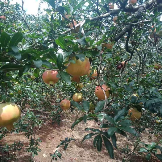  蒙自甜石榴