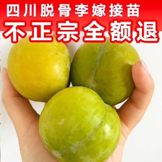 苍溪县蜂糖李树苗 【现货包邮 厂家直销】送技术 送生根药物 不正宗免费退款