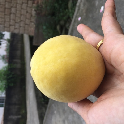 资兴市 锦绣黄桃