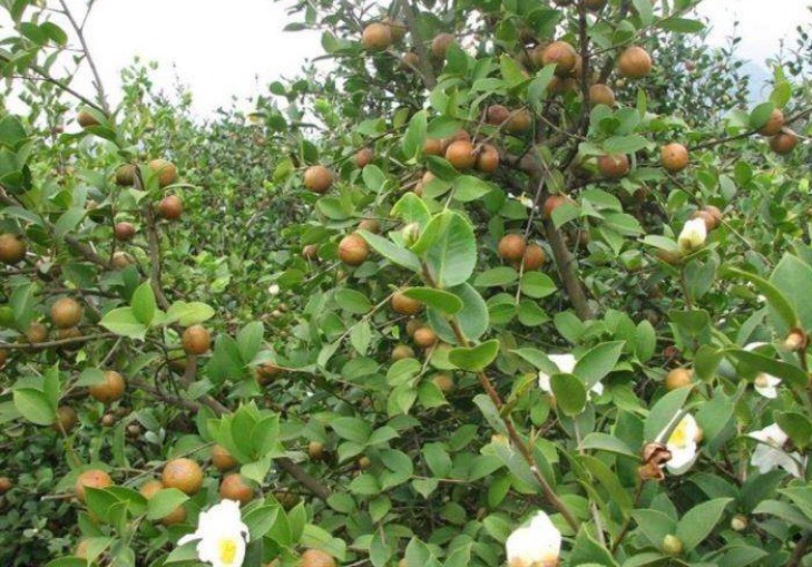 白花山茶油 无污染自然生，做好油为健康一滴油一份心。
