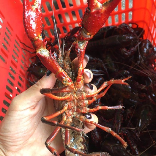 洪湖市 鲜活小龙虾一首货源，一斤也批发