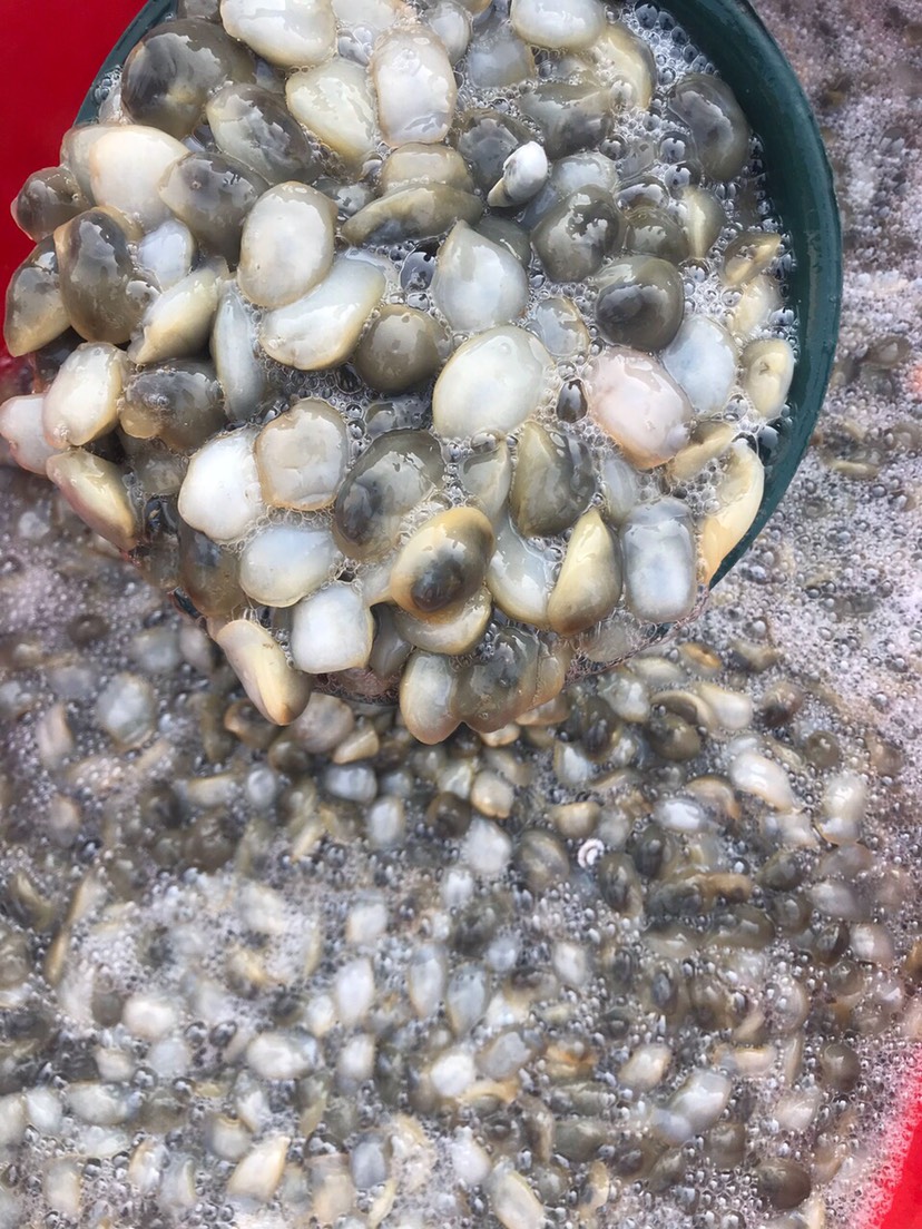 莱州市泥螺供应