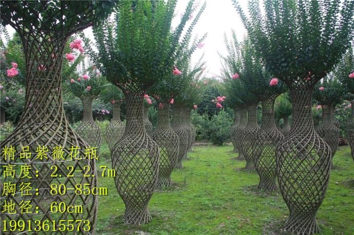 方城县三红紫薇