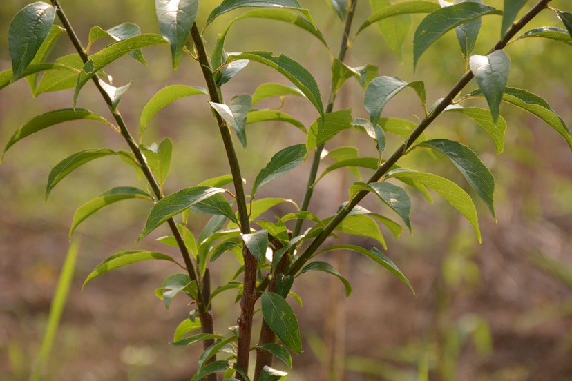 蜂糖李树苗 【现货包邮 厂家直销】送技术 送生根药物 不正宗免费退款