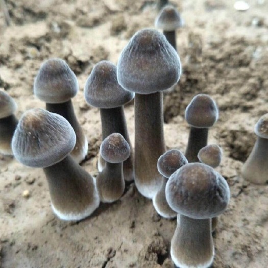 深圳 精品黑皮鸡枞菌