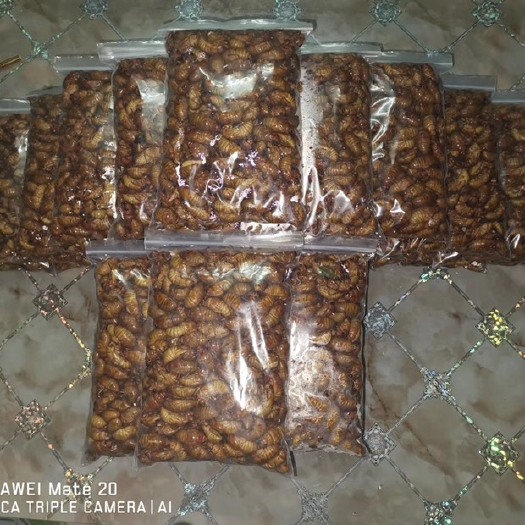 灵宝市 河南杜仲金蝉