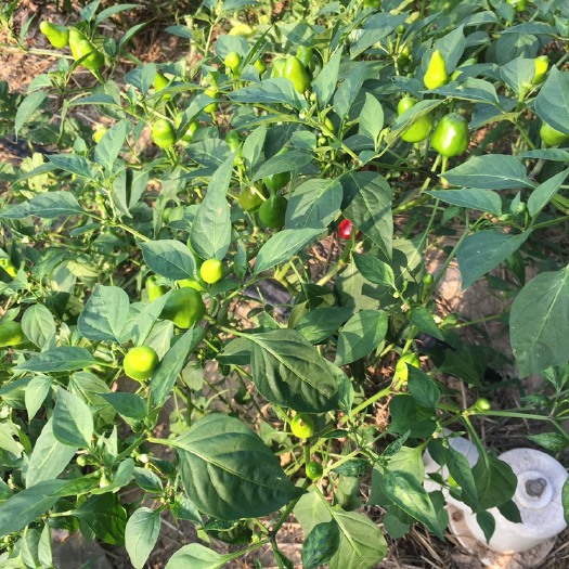 西华县草莓椒 混装通货 特辣 红色