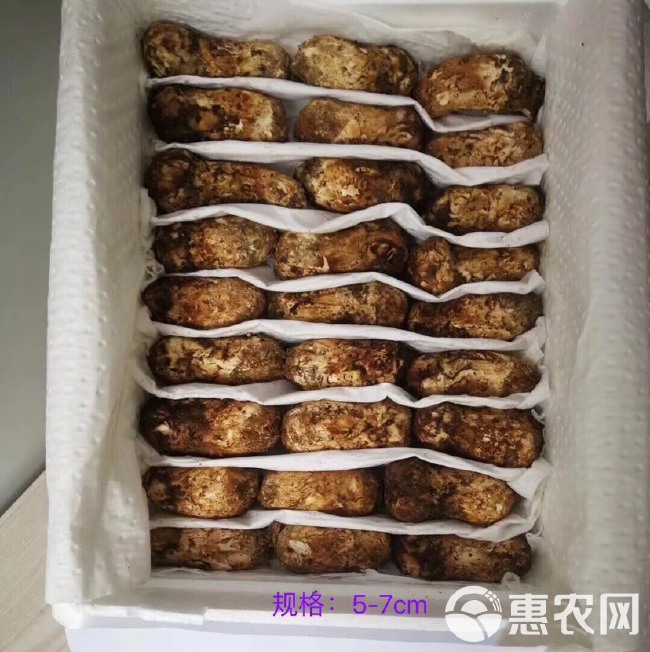  云南香格里拉松茸：精品（下单前按规格报价）