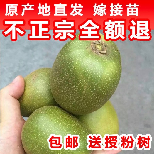 苍溪县红心猕猴桃苗 【现货包邮 红阳 东红品种全】送授粉树 送技术 送生根药物
