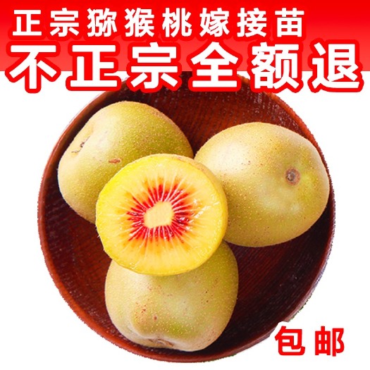 苍溪县红阳猕猴桃苗 【现货包邮 红心红阳猕猴桃原产地发货】送授粉树 送技术