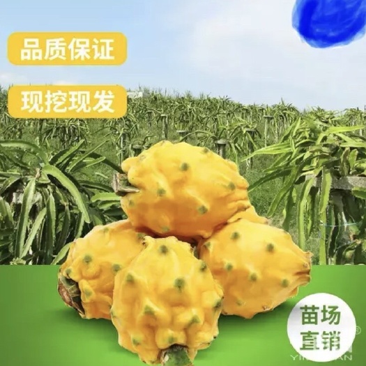 灵山县 黄皮火龙果苗