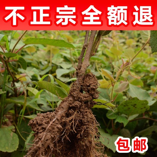 苍溪县猕猴桃实生苗 【现货包邮 根系发达 成活率高】送技术 送生根药物