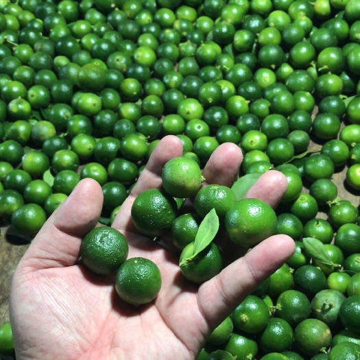 南宁青柠檬 1 - 1.5两