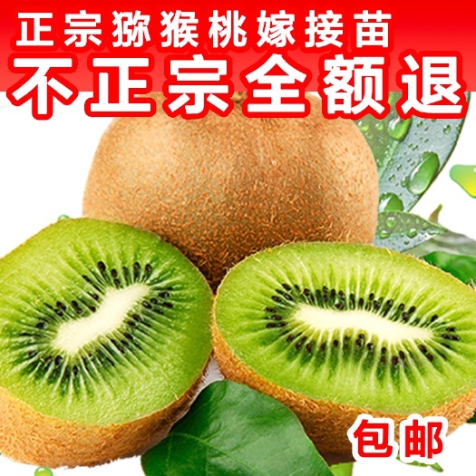 苍溪县绿心猕猴桃苗 【现货包邮 品种齐全】正品示范店铺 送技术 送生根药物