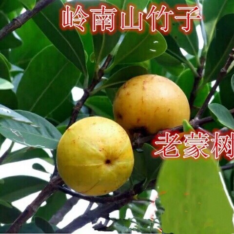 山竹树苗 岭南黄金山竹苗