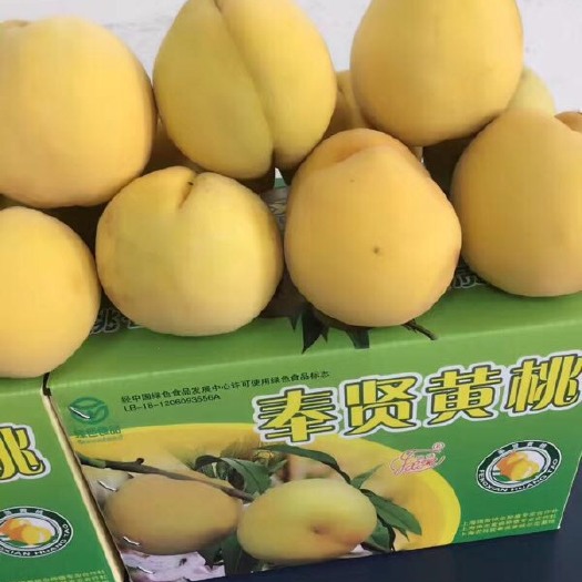 上海 奉贤黄桃