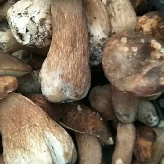 宁强县 纯野生灵芝，红菇，牛肝菌，秦巴山中特产。 秦巴山中特产