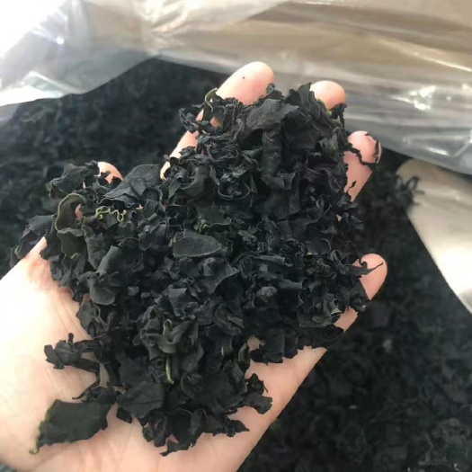 荣成市裙带菜