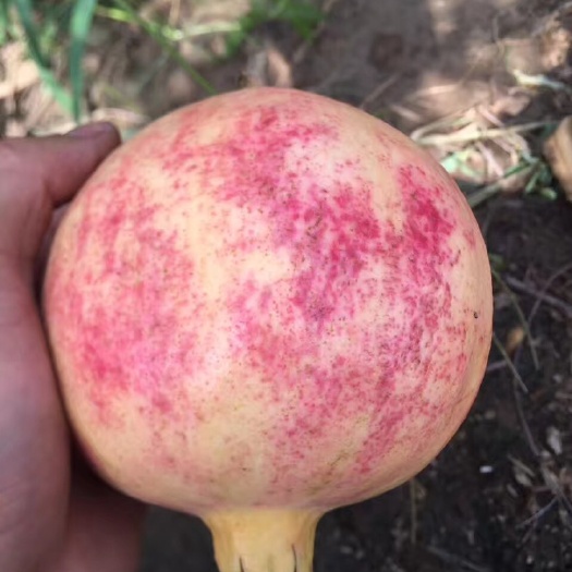 攀枝花 攀枝花突尼斯软籽石榴