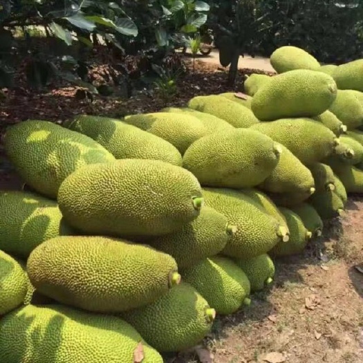 文昌市海南红黄肉菠萝蜜，一手货源，大量现货供应中