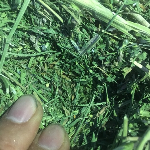 酒泉苜宿草 甘肃优质苜蓿！