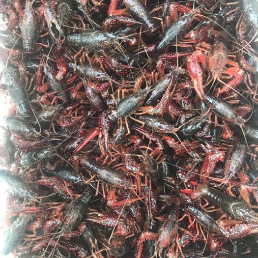 霍邱县红壳小龙虾 3-5钱 人工养殖