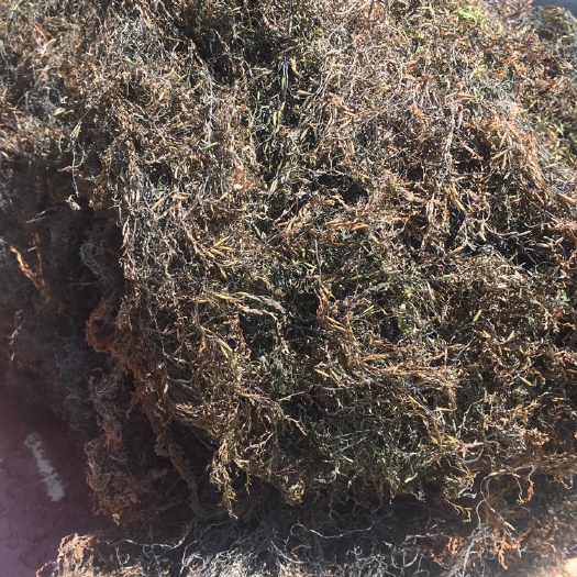 荣成市 大量批发马尾藻，粗粉菜，干度好，运费自理，可协助找车