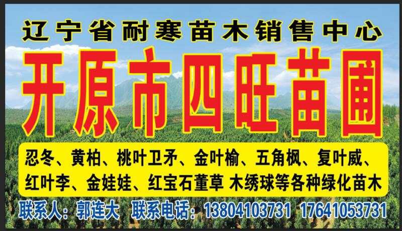 珍珠绣线菊苗  东北辽宁耐寒苗木珍珠绣线菊价格合理规格齐全