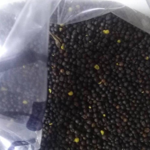 安仁县 自家种植2019年油菜籽5000斤左右菜籽油1500斤左右