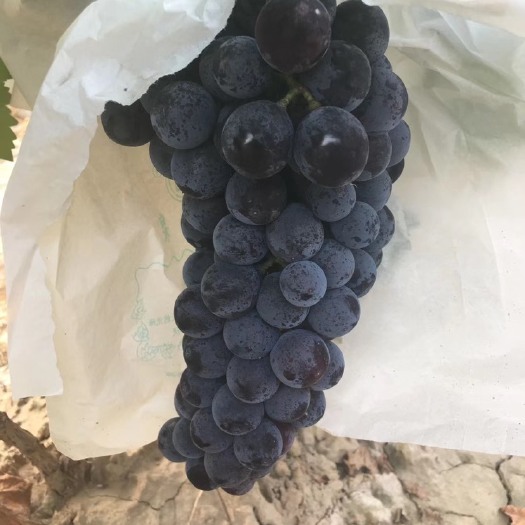 闻喜县 夏黑葡萄1.5，套袋