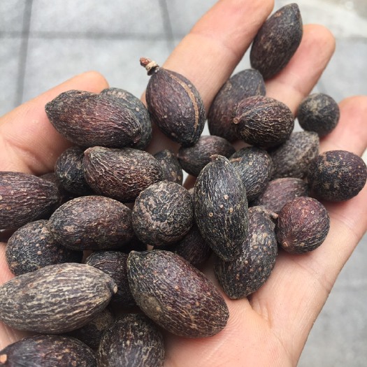 玉林天葵子 葵扇子