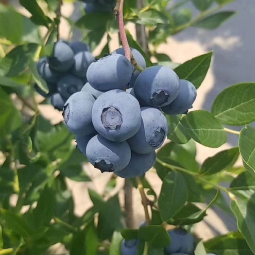 北陆蓝莓  蓝莓种植户