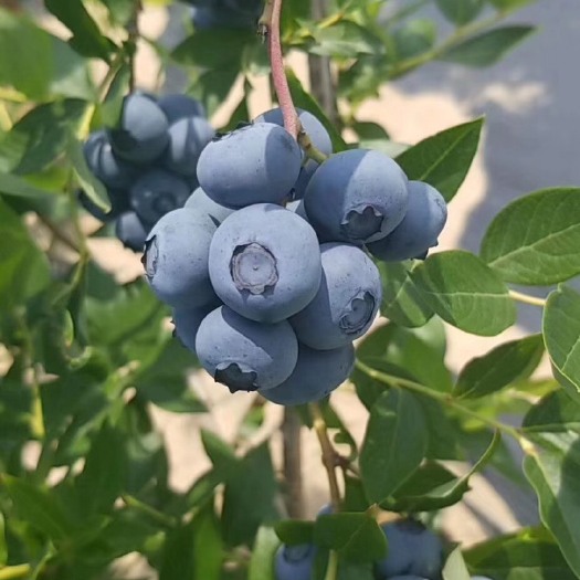 东丰县北陆蓝莓  蓝莓种植户