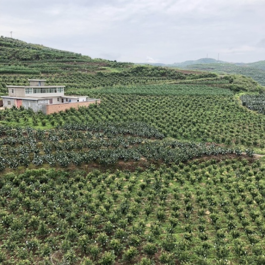会理市 会理软籽石榴，硬籽石榴，产地农户直销