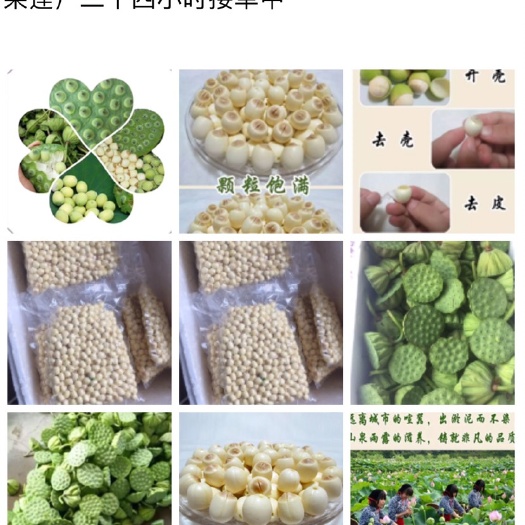 湘潭县白莲子 正宗品牌湘莲，红莲，壳子莲，白莲，通心白莲，新鲜莲蓬