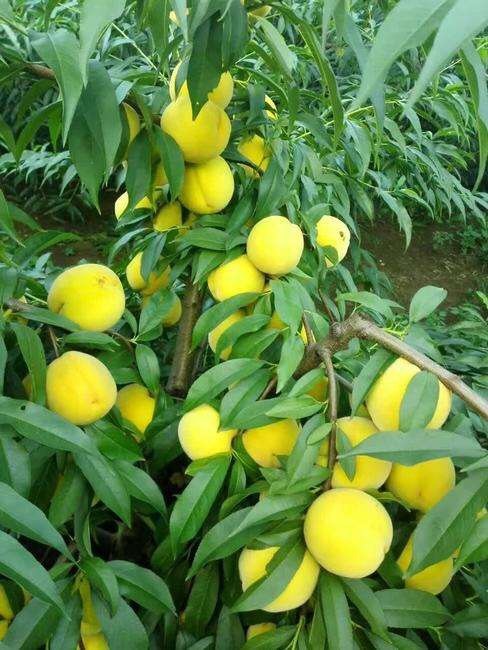 沂水县黄金冠黄桃 3 - 4两 60mm以上