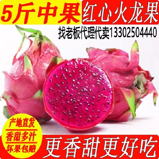 遂溪县 红心红肉火龙果