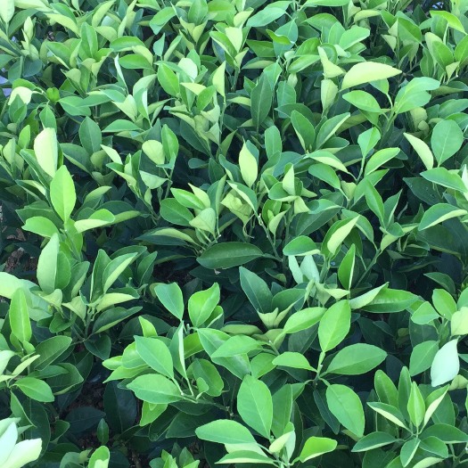 阳朔县纽荷尔脐橙苗 嫁接苗 0.5~1米 