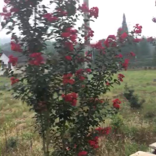 长沙红花紫薇