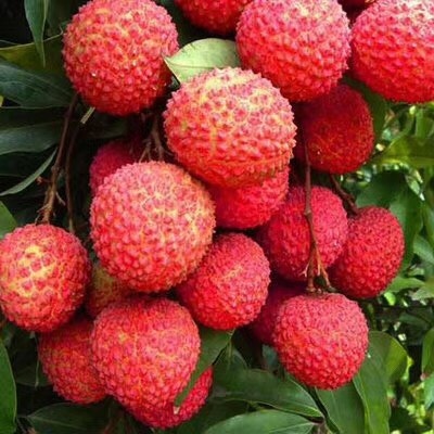 灵山县 仙进奉荔枝苗