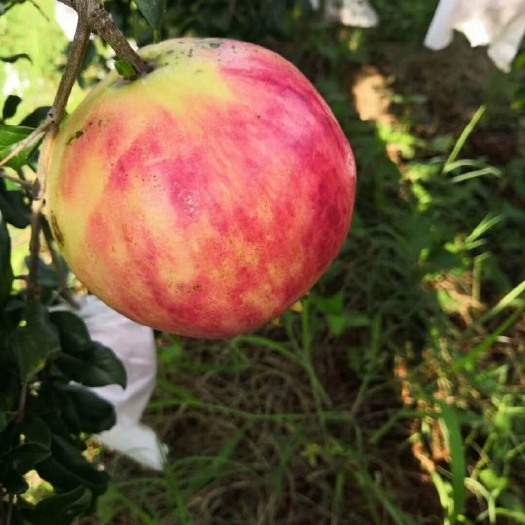 永胜县 突尼斯软籽石榴