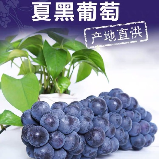 滨海县夏黑葡萄 2斤以上 5%以下 1次果