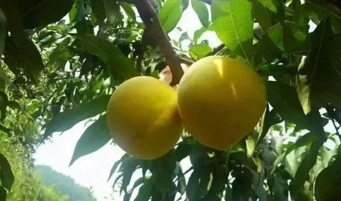 临沂黄金黄桃 优质罐头桃。