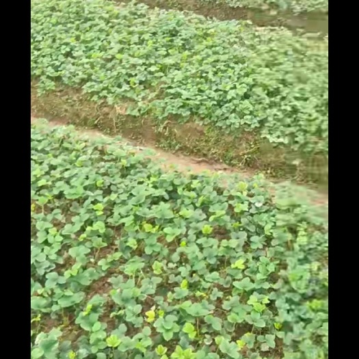 奶油草莓苗 地栽苗 10~20公分